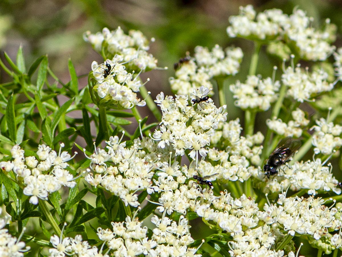 Blüten